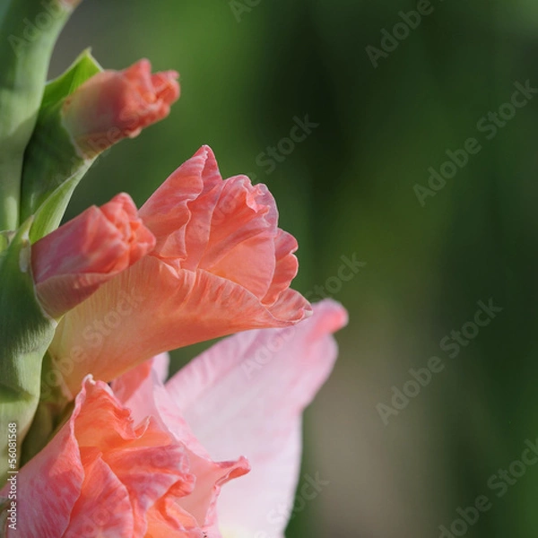 Obraz gladiole 79