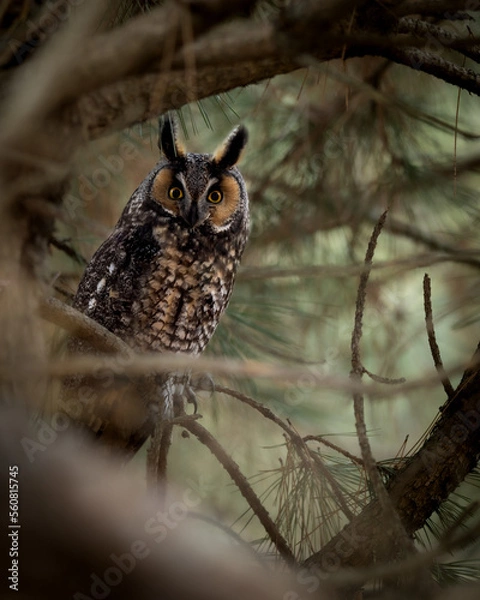 Fototapeta Long-Eared Owl in Missouri