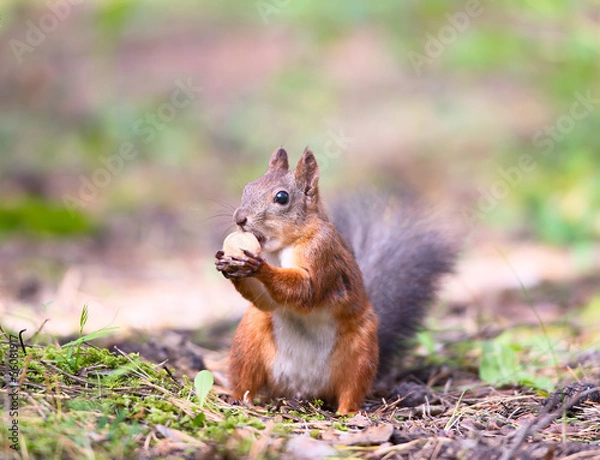 Fototapeta Squirrel with a hazelnut