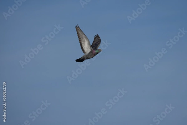 Obraz Stadttaube / Strassentaube