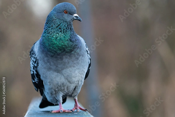 Obraz Stadttaube / Strassentaube