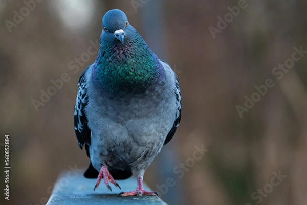 Obraz Stadttaube / Strassentaube