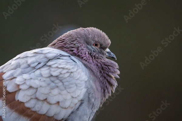 Obraz Stadttaube / Strassentaube