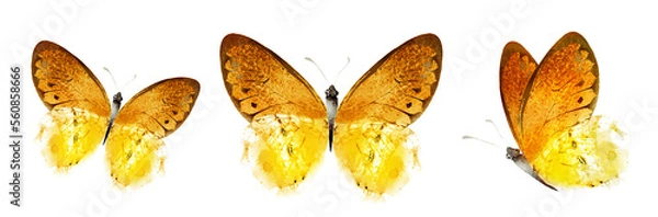 Fototapeta Color watercolor butterfly , isolated on the white background. Set