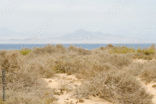 Fototapeta Dune of La Francesa beach, with the volcanoes of Calñeta de Famara in the background