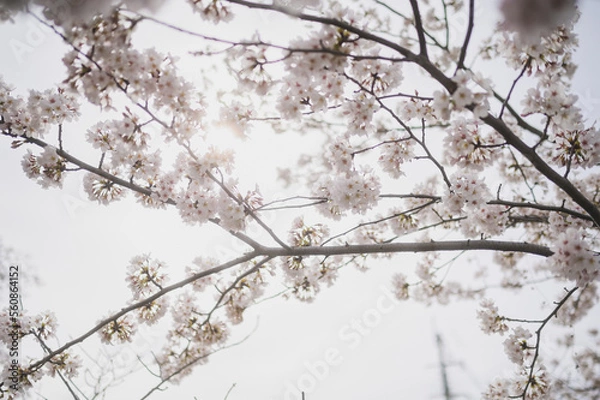 Obraz snow covered branches