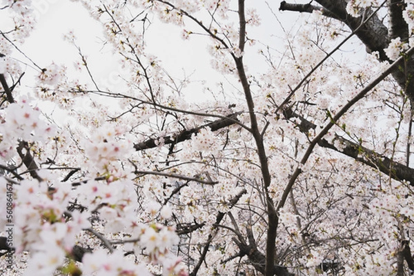 Fototapeta blossom in spring