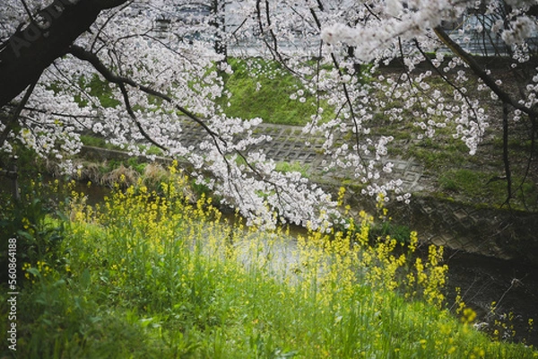 Obraz moss on the stone