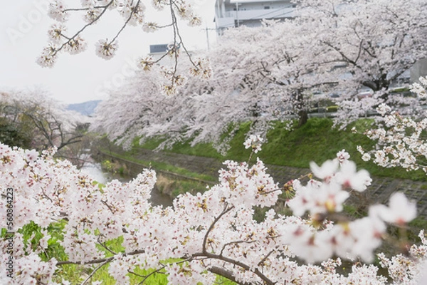 Obraz blossom in spring
