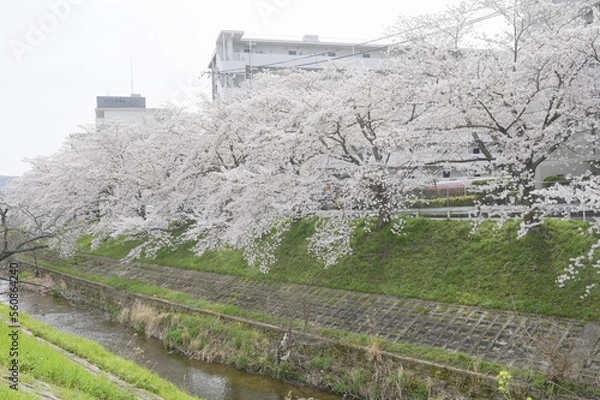 Obraz spring in the city