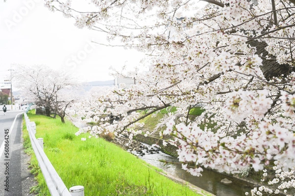 Obraz cherry blossom in spring