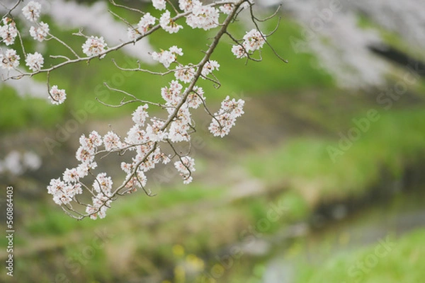 Fototapeta blooming tree