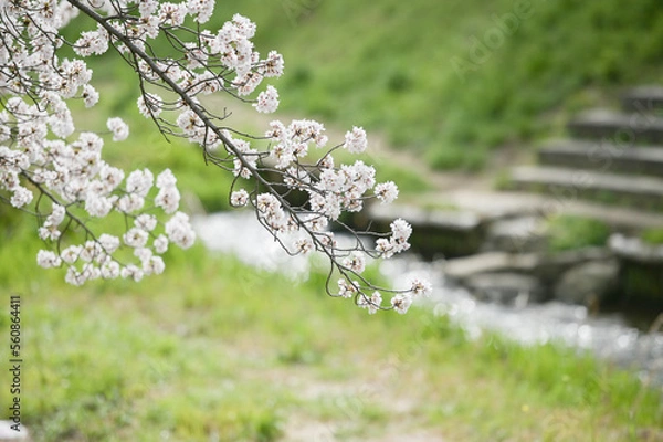 Fototapeta blooming tree