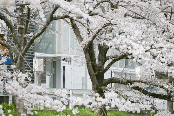 Obraz cherry blossom in spring