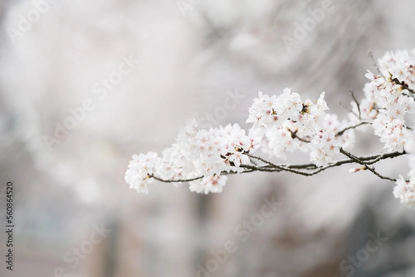 Obraz blossom in spring