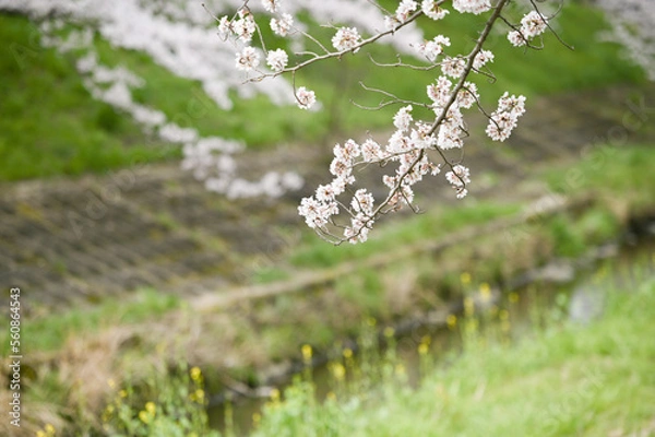 Obraz flowers in the garden