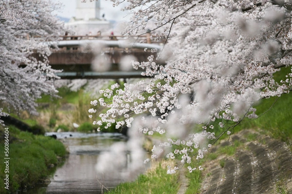 Obraz waterfall in the park