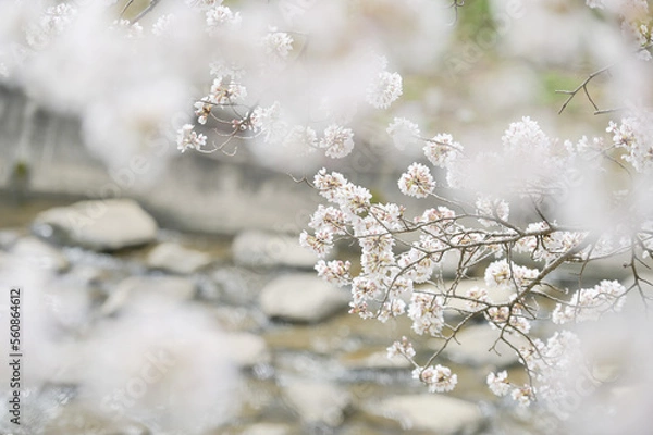 Fototapeta snow covered branches