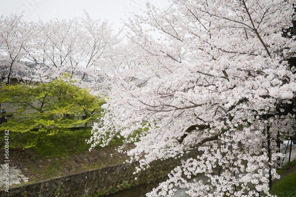 Fototapeta snow covered tree