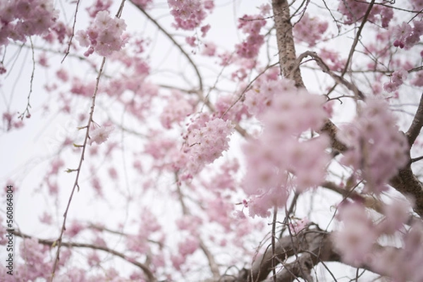 Obraz blossom in spring