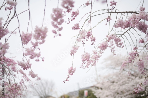 Obraz blossom in spring