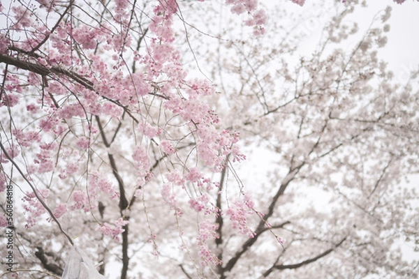 Obraz pink cherry blossom