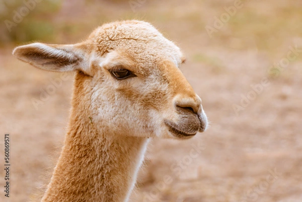 Fototapeta Close-up headshot of face of vigugna, vicuña, similar camelid to alpaca or llama