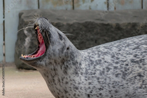 Fototapeta Close up of a common harbour seal with mouth wide open on land