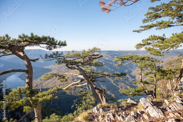 Obraz pine trees in the mountains