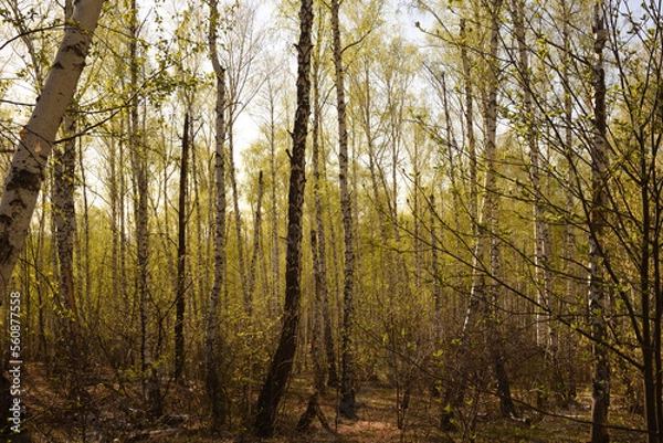 Obraz morning in the forest