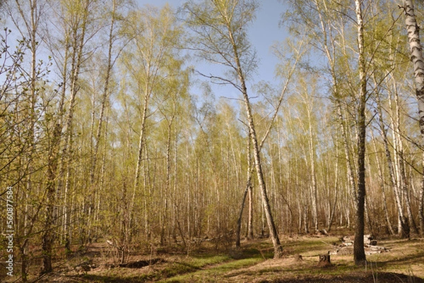 Obraz birch grove in spring