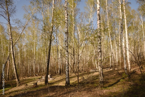 Obraz forest in autumn