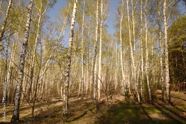 Obraz birch forest in autumn