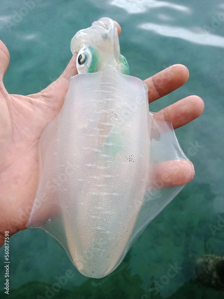 Obraz fresh cuttlefish on water background