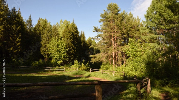 Obraz bench in the forest