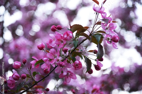 Obraz bee on pink flower