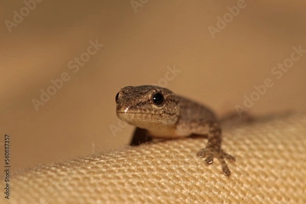 Obraz Very young Cape Dwarf Gecko. It is just about 2cm in length. Western Cape, South Africa.
