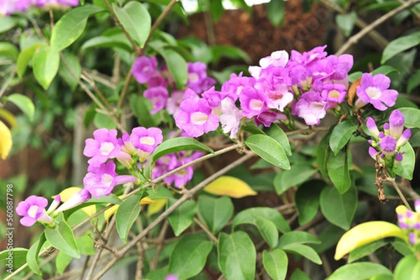 Obraz Garlic vine violet flower selective focus point