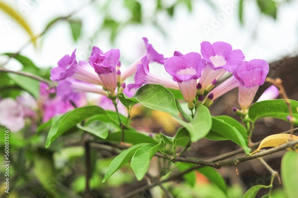 Obraz Garlic vine violet flower selective focus point