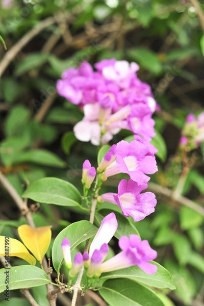 Obraz Garlic vine violet flower selective focus point