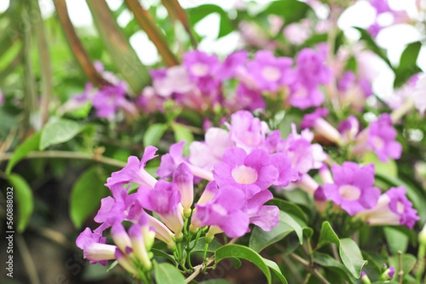 Obraz Garlic vine violet flower selective focus point
