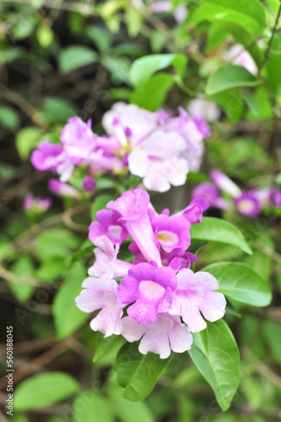 Obraz Garlic vine violet flower selective focus point