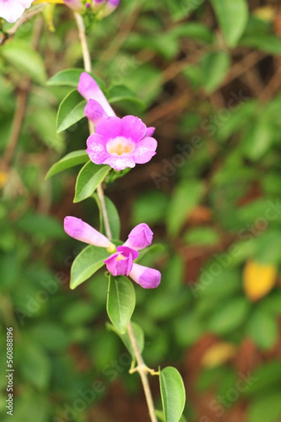Obraz Garlic vine violet flower selective focus point