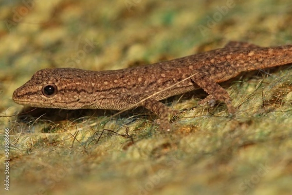Obraz Very young Cape Dwarf Gecko. It is just about 2cm in length. Western Cape, South Africa.