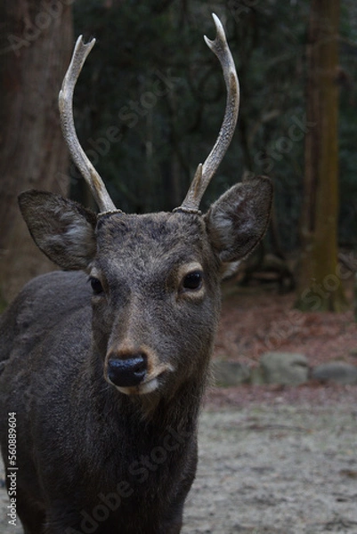 Obraz deer in the woods
