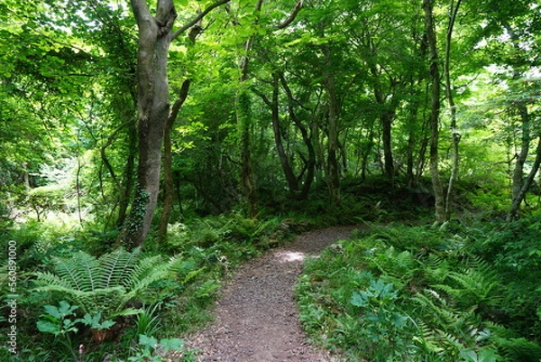 Fototapeta fine spring path in the gleaming sunlight