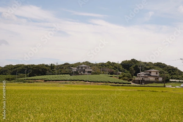 Fototapeta 田舎 田んぼと茶畑