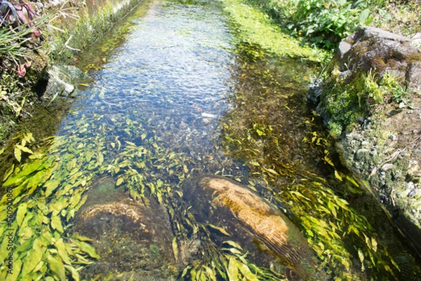 Obraz water channel in a very clear pond in the village	