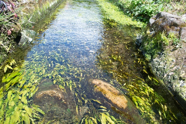 Obraz water channel in a very clear pond in the village	