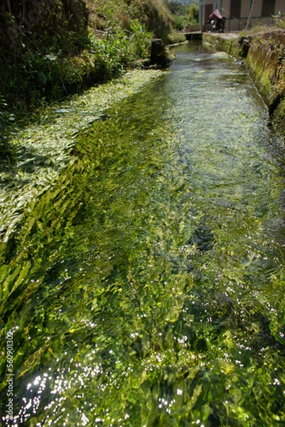 Obraz water channel in a very clear pond in the village	
